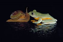 Tree frog kissing snail — Stock Photo