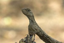 Portrait of lizard on branch — Stock Photo