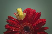 Миниатюрная лягушка сидит на цветке — стоковое фото