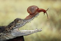 Snail sitting on baby crocodiles mouth — Stock Photo