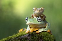 Piccola rana seduta su un'altra rana — Foto stock