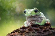 Frog sitting on dried lotus — Stock Photo
