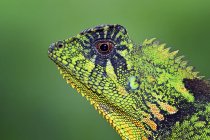 Close up portrait of chameleon — Stock Photo