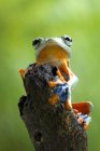 Жаба сидить на гілці — стокове фото