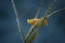 Miniature frog sitting on plant — Stock Photo