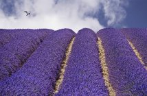 Lavender field and alone bird — Stock Photo