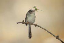 Uccello mangiare un insetto — Foto stock