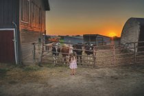 Ragazza in piedi davanti alle mucche — Foto stock