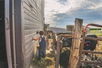 Boy feeding cattle — Stock Photo