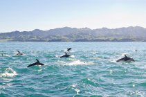 Bacalao de delfines saltando sobre el agua - foto de stock