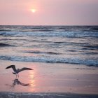 Seagul на пляже на восходе солнца — стоковое фото