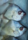 Due pesci congelati — Foto stock