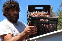 Чоловік поливає виноград у винограднику — стокове фото