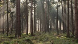 Солнечные лучи, протекающие через деревья в лесу — стоковое фото