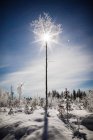 Заморожені дерева в лісі — стокове фото
