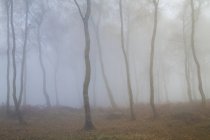 Manhã nebulosa na floresta — Fotografia de Stock