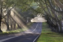 Feixes de luz na estrada entre árvores — Fotografia de Stock