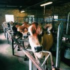 Vacas à espera de ordenha — Fotografia de Stock