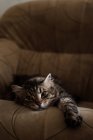 Кішка, лежачи на крісло — стокове фото