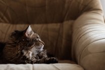Cat lying on armchair — Stock Photo