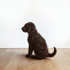 Vista laterale del cane cucciolo Labradoodle — Foto stock