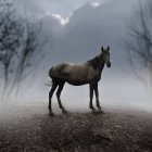 Cavalo em pé no nevoeiro — Fotografia de Stock