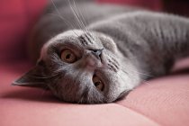 British Shorthair Cat lying — Stock Photo