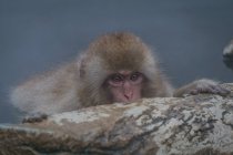 Japanese Macaque hiding behind rock — Stock Photo