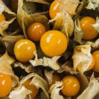 Physalis fruit over dried leaves — Stock Photo