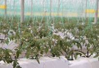 Tomato plants inside greenhouse — Stock Photo