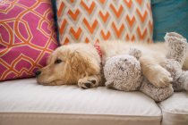 Golden retriever puppy with teddy bear — Stock Photo
