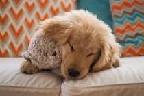 Golden retriever puppy with teddy bear — Stock Photo