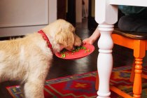 Junge füttert Golden Retriever Welpe Hund — Stockfoto