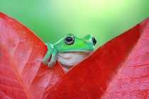 Dumpy Tree frog on leaf — Stock Photo