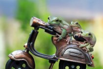 Three frogs on toy motorcycle — Stock Photo