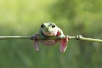 Dumpy tree frog hunging on branch — Stock Photo