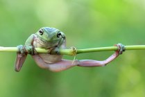 Дурна деревна жаба, що висить на гілці — стокове фото