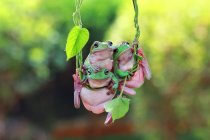 Frogs hanging on vine — Stock Photo