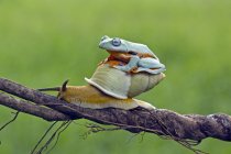 Tree frog sitting on snail — Stock Photo