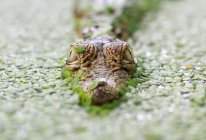 Baby-Krokodil mit Kopf über Wasser — Stockfoto