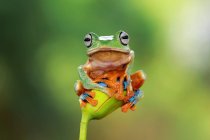 Деревянная лягушка сидит на растении — стоковое фото