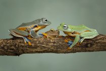 Three tree frogs on branch — Stock Photo