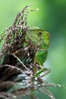 Portrait of chameleon on plant — Stock Photo
