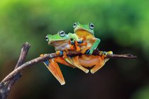 Frogs on branch in Indonesia — Stock Photo