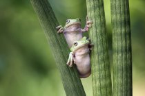 Two dumpy tree frogs on plant — Stock Photo