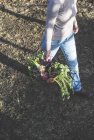 Donna e cesto con radici piante — Foto stock