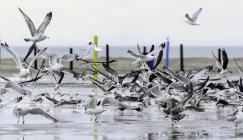 Rebanho de gaivotas na praia — Fotografia de Stock