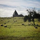 Moutons dans le champ avec l'église en arrière-plan — Photo de stock
