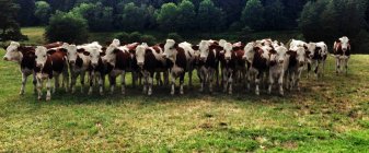 Herd of cows in field — Stock Photo