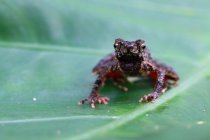 Crapaud mince sur la feuille — Photo de stock